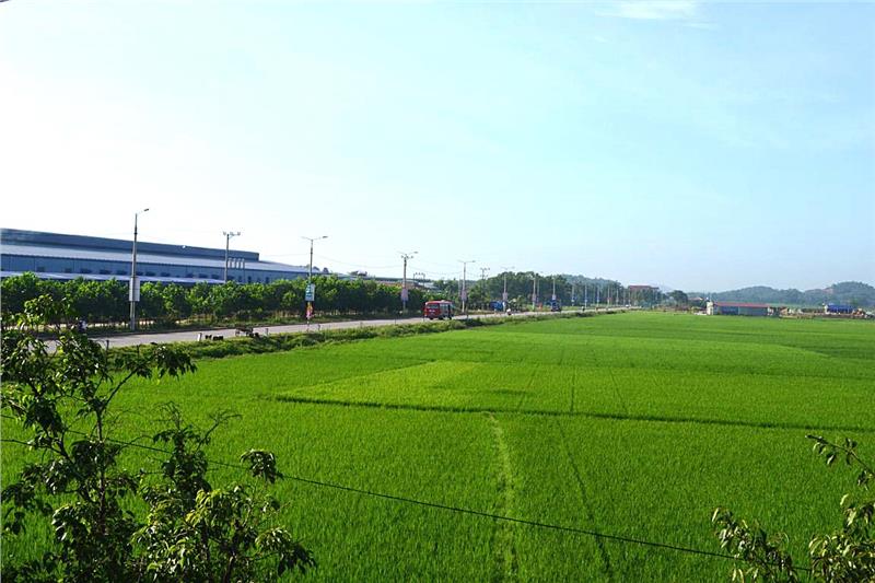 Rice fields in Bac Giang