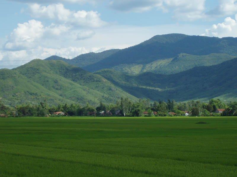 Phu Phong rice field in Tay Son, Binh Dinh