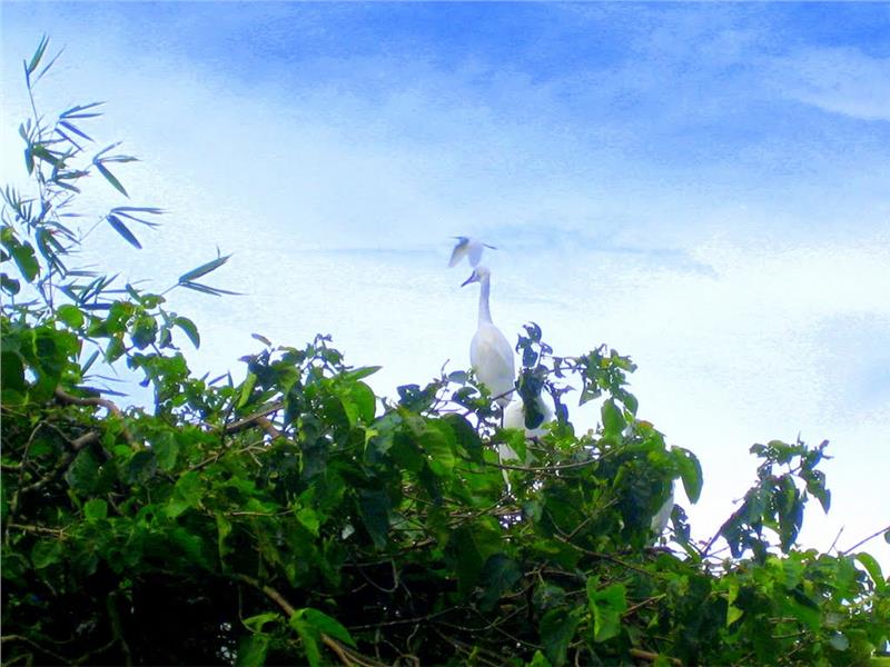 Unique scenery in Bang Lang Stork Sanctuary