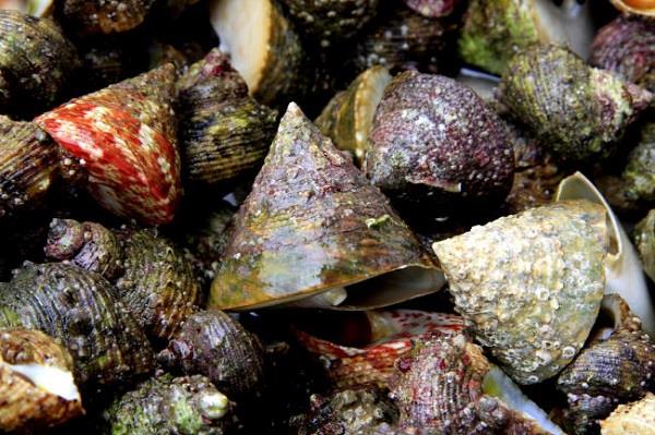 Ốc Vú Nàng Ốc Vú Nàng