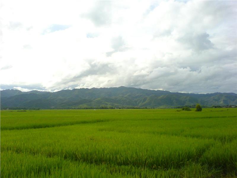 Rice field in Dien Bien