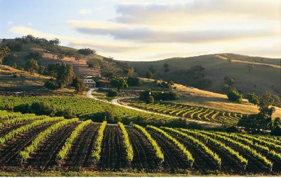 Vườn rượu vang tại Barossa Vườn rượu vang tại Barossa