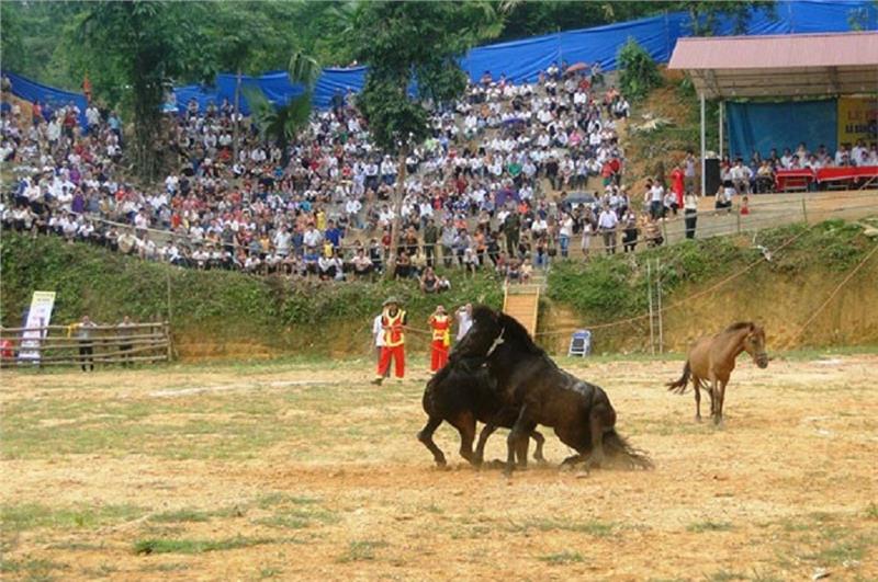 Horse fighting festival