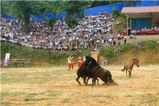 Horse fighting festival in Ha Giang