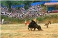 Horse fighting festival in Ha Giang