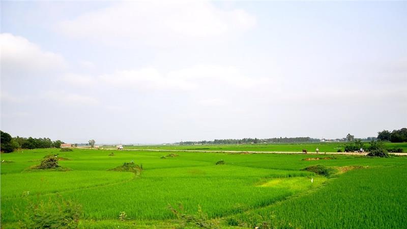 Truong Son rice field