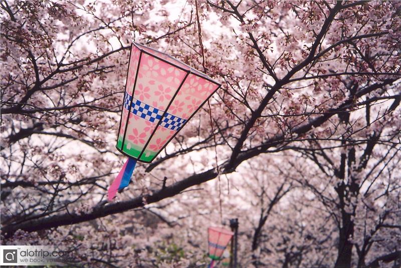 Halong Cherry Blossom Festival