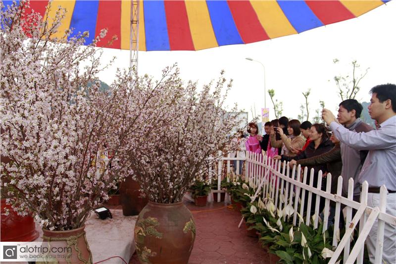 Visitors to Halong Cherry Blossom Festival