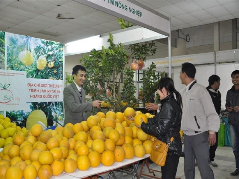 Grapefruit booth in Spring Agricultural Fair 2015