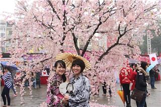 Cherry Blossom Festival 2015 will be held in Thang Long Citadel