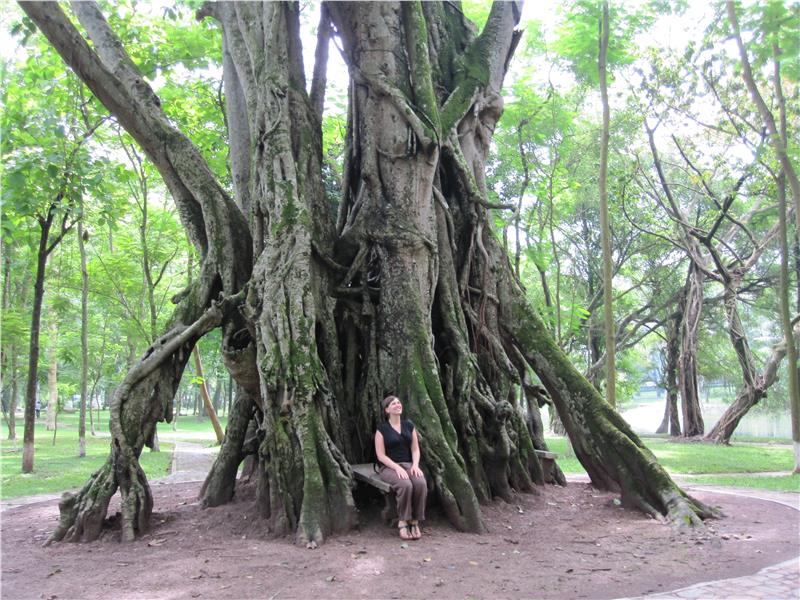 An old tree in Hanoi Botanical Gardens