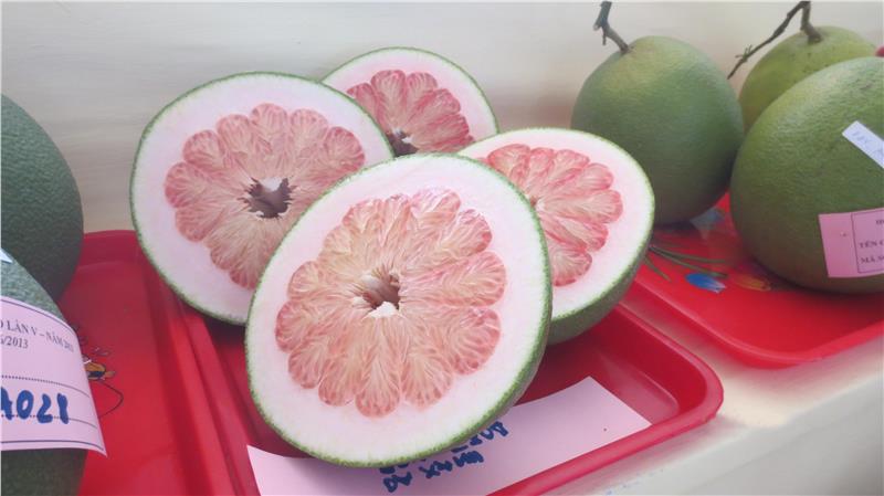 A local pomelo in Southern Fruit Festival