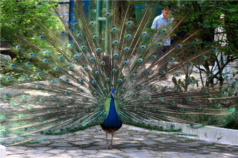 A Peacock in Dam Sen Park