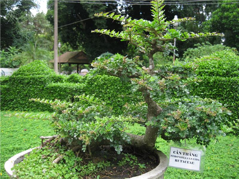Bonsai in Saigon Zoo and Botanical Gardens