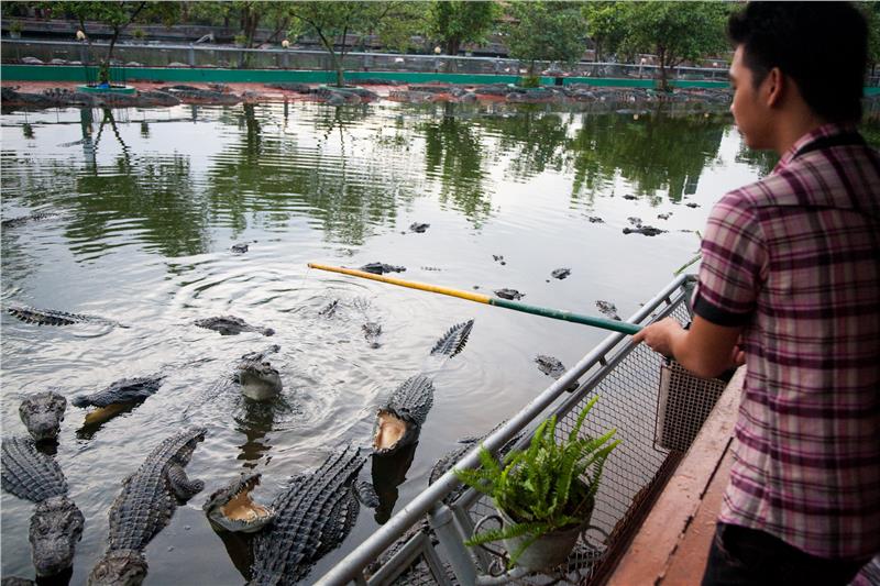 Fishing for Crocodiles in Suoi Tien Park