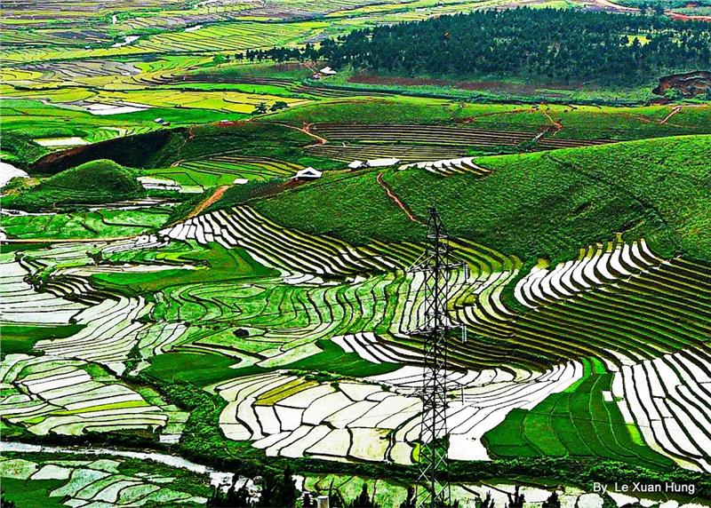Rice field in Lai Chau