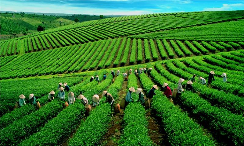 a tea plantation in Bao Loc