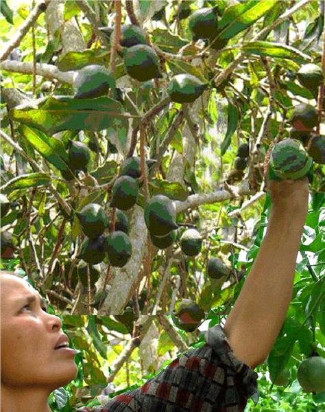 A Vietnam farmer is collecting Macadamia