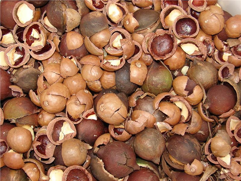Macadamia nuts in shell