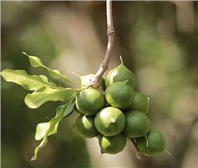 20 000 billion VND for growing Macadamia in Vietnam