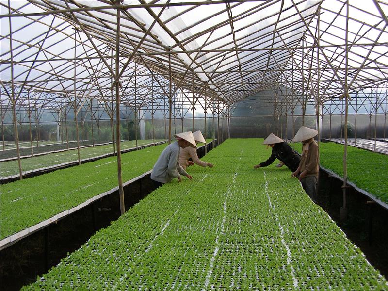 Vegetables production with hi-tech applications in Lam Dong