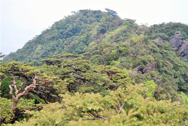 Spruces forest in Hoang Lien Son Moutain Range