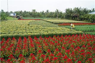 Cho Lach ornamental flower village