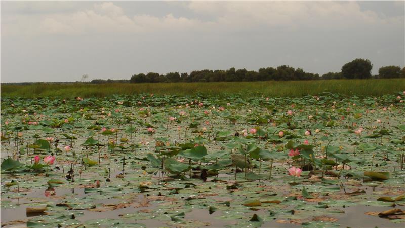 Lotus lake in Dong Thap Muoi