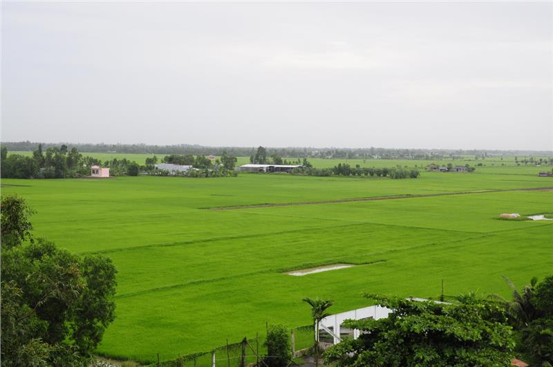 Immense paddies in Mekong Delta