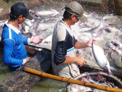 Mekong Delta fishery industry