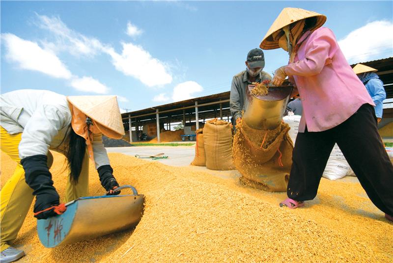 Rice exporting in Mekong Delta