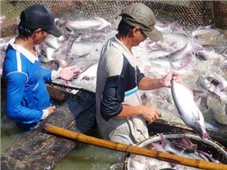 Mekong Delta fishery sector to be developed