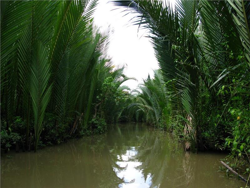 Impressive palm groves in Thoi Son Island