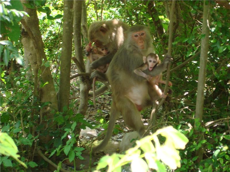 Monkeys at Hon Lao Island