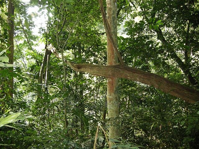 Biodiversity in Cuc Phuong National Park