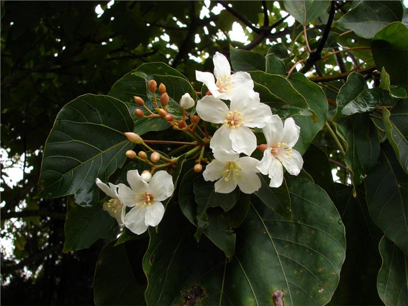 Trau flowers or Vernicia montana in Northwest Vietnam