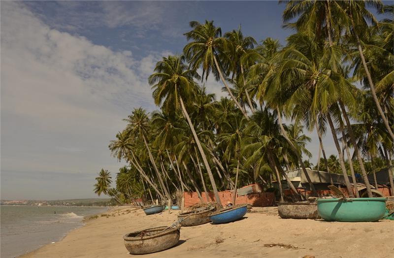 Coconut groves at Rang Beach