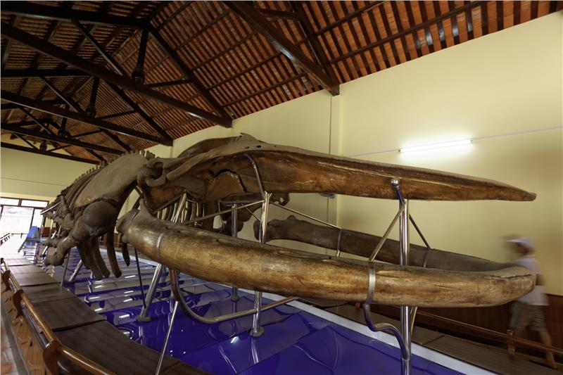 Van Thuy Tu Temple - Museum of biggest whale in SEA