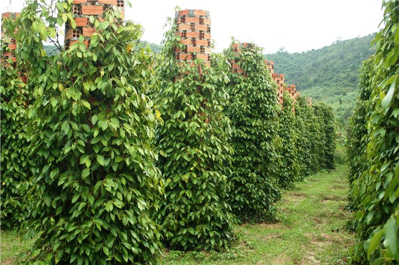 Phu Quoc Pepper Farm