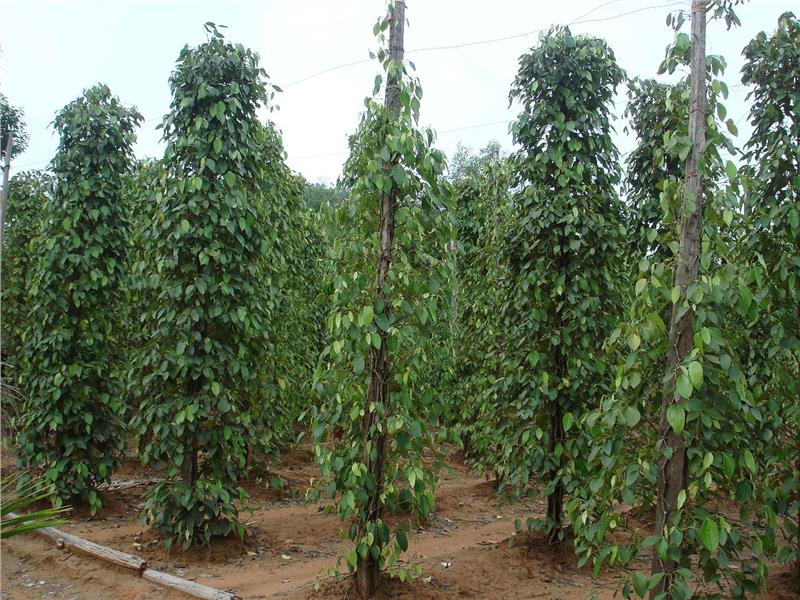 Pepper planting in Phu Quoc