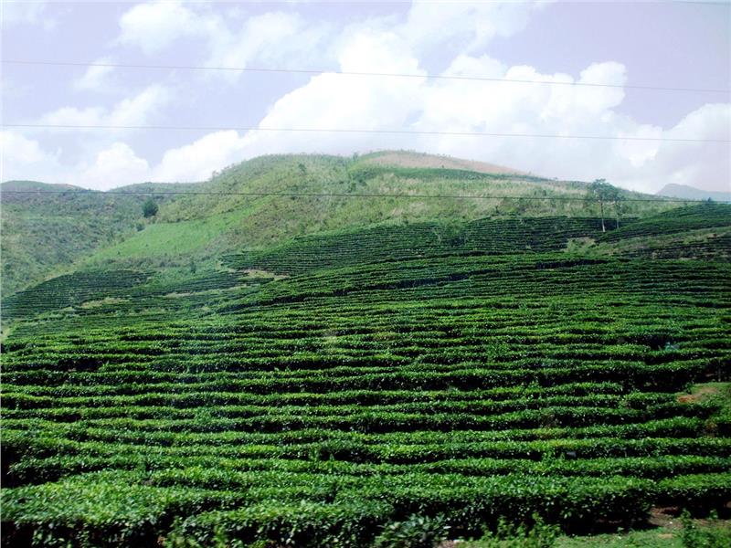 Tea hill in Phu Tho Province