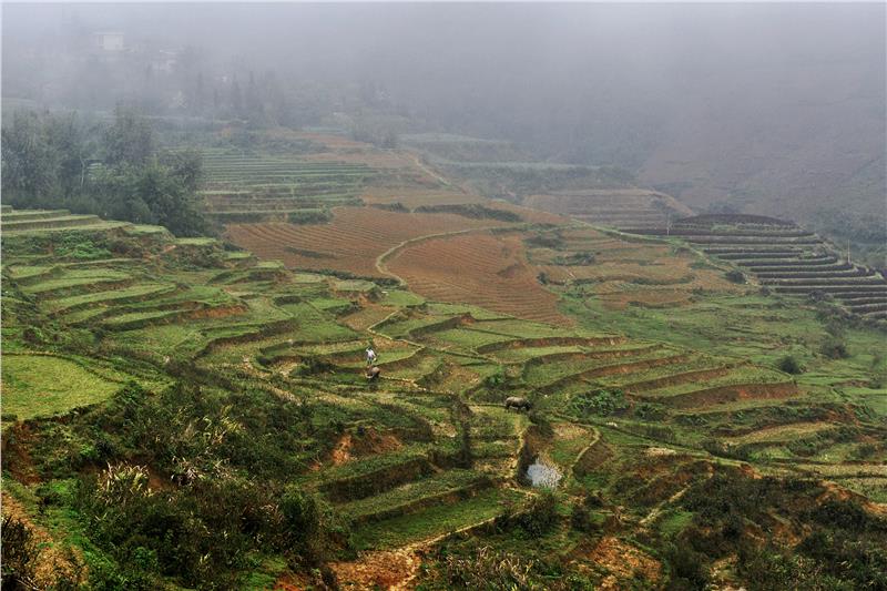 Terraced Rice Paddies in Ta Phin Valley, Sa Pa
