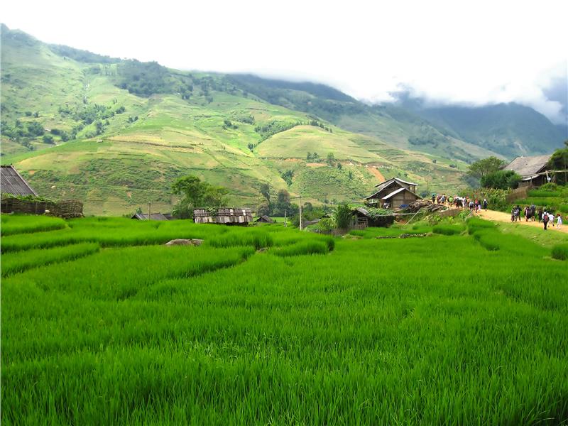 Rice fields along the path to Ta Van Village