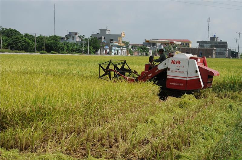 Thai Binh rice field