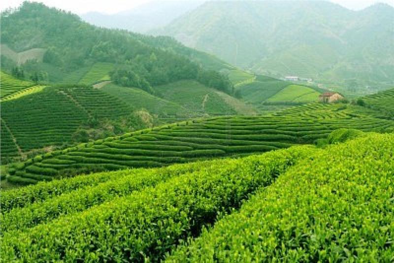 Immense space of tea paddies  in Thai Nguyen