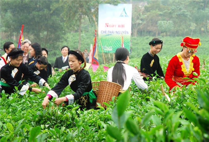 Girls in Thai Nguyen collect the gender tea leaves