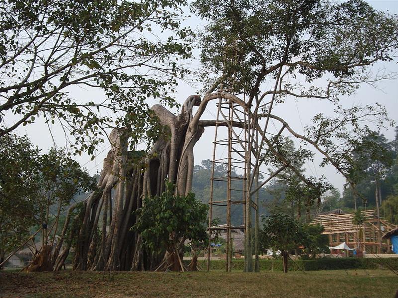 Tan Trao banyan tree