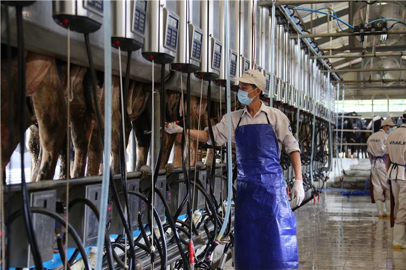 High technology in Vinamilk dairy farm