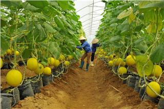 10 Vietnam hi-tech agricultural parks to appear by 2020