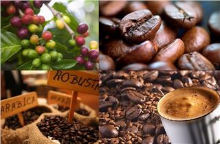 Vietnam coffee price strongly increases